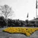 Amazon Prime to Stream Masters Tournament from 2026 Vibrant yellow flowers in heart shape.